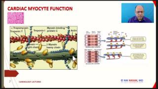 CARDIAC MYOCYTE STRUCTURE AND FUNCTION BY NIK NIKAM MD USMLE ABIM FELLOWS RNs [upl. by Lisette972]