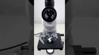 Scallion magnified 400 times is surprisingshorts fyp science microscope shortsvideo [upl. by Beatrisa]