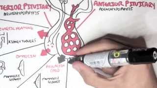 Endocrinology  Overview [upl. by Yrac408]