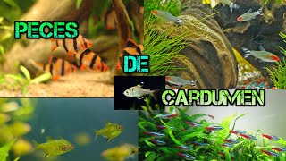 Los mejores peces de cardumen  de agua dulce Top 5 [upl. by Jordana125]