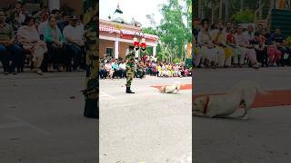 MustSee Moments from the Bsf Dog Parade 😱 bsfdog doglover armydog [upl. by Lalise]