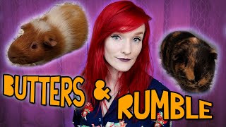 WE HAVE GUINEA PIGS NOW  Butters and Rumble Intake Story  Munchies Place [upl. by Gosselin]