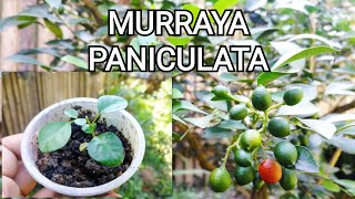 Murraya Paniculata or Kamuning sample propagation from seeds [upl. by The]