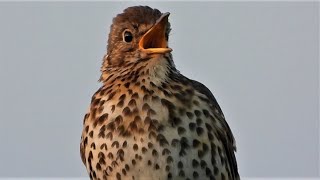 ♫ SONG THRUSH Singing ♫ 1 HOUR Birdsong VIDEO ♫ 4K Sounds of Nature [upl. by Felicity]