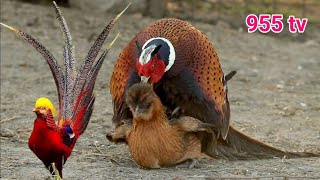 Pheasant breeding chickens  955 tv [upl. by Arytal]