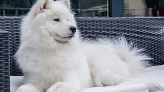 cute samoyed dog howling [upl. by Filippo]