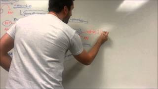 Easy Glycolysis Pathway [upl. by Llehcnom]