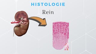 Histologie du Rein [upl. by Baryram212]