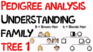 Pedigree analysis  understanding family tree 1 [upl. by Maurizio317]