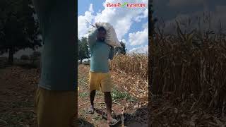 मका तोडणी  🌽 Maize crop harvesting [upl. by Ashatan]