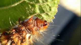 Ampfereule Raupe Acronicta rumicis [upl. by Akinahs]