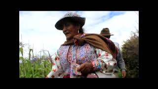 cultivo del Maiz Cabanita en Cabanaconde Arequipa [upl. by Caraviello]