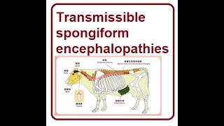 Understanding Transmissible Spongiform  2024 [upl. by Esyli]