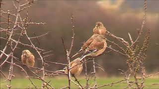 Linnets Carduelis cannabina [upl. by Roux796]