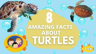 Fun Facts about Turtles for Kids Eight Amazing Facts about Turtles for Kids [upl. by Hairym]