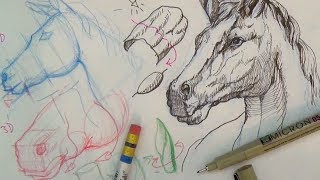 Pen and Ink Drawing Tutorials  How to draw a horse portrait [upl. by Byrle]