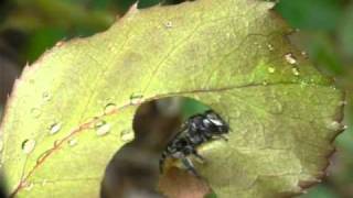 Leafcutter bee cutting leaf by Erica Siegel [upl. by Rehtse]