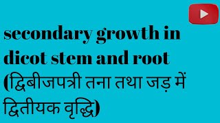 secondary growth in dicot stem and dicot root bsc third semester botany in Hindi [upl. by Haroun]