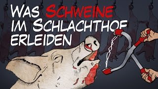 Was Schweine im Schlachthof erleiden  BR24 [upl. by Siurad]