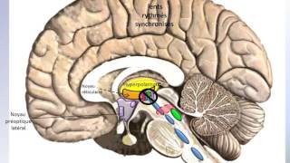 Structures de lencéphale qui induisent le sommeil [upl. by Zetnas]