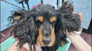 Grooming A Cocker Spaniel With Very Matted Ears [upl. by Htir]