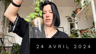 NOUVEAU DISCHIDIA DANS LA COLLECTION ET COMMENT VONT MES PLANTES [upl. by Andromada]