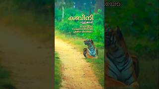 കബിനി യാത്ര പ്ലാൻ ചെയ്യാം  Kabini Wildlife Safari  Nagarhole Tiger Reserve shorts [upl. by Akinaj]