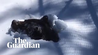 Ranger captures moment grizzly bear emerges from hibernation in Canada [upl. by Eillime]