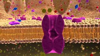 BIO 137 Membrane Transport Activity [upl. by Tomchay]