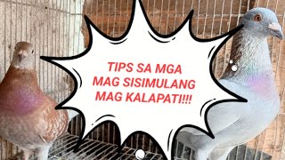 TIPS SA PAG BILI NG KALAPATI  TIPS SA PAG PILI NG KALAPATI PANG KARERA [upl. by Arretnahs]