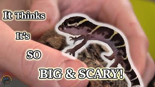 Our Baby Central American Banded Gecko is Getting SO BIG and Needs a Great Home 🦎 [upl. by Schilling]