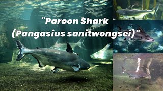 Paroon Shark Pangasius sanitwongsei [upl. by Atinaujnas]