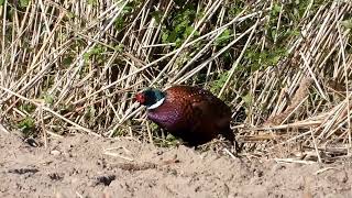 Bażant i sarny Pheasant and roe deer [upl. by Welton]