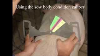 Using the Sow Body Condition Caliper [upl. by Dawaj]