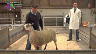 Stockjudging Sheep Demonstration [upl. by Eelsew]