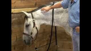 Horse Massage using the Masterson Method Bladder Meridian  Going into Detail [upl. by Mij383]