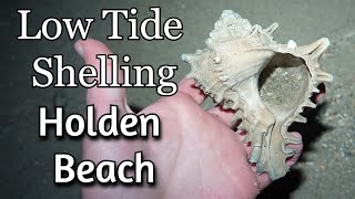 Finding Incredible Sea Shells at Holden Beach [upl. by Reggy]