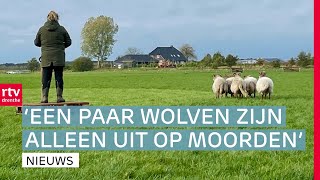 Eindelijk winst voor FC Emmen amp Zorg om wolf domineert tijdens wedstrijd schapendrijven  Drenthe Nu [upl. by Kcirdahc343]