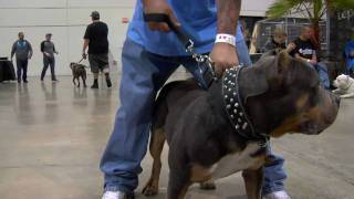 VEGAS SUPER BULLY SHOW [upl. by Malinda]