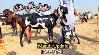 Today Latest Update Sahiwal Bakra MandiMilking Goats With Kids amp Breeders sahiwalbakramandi goats [upl. by Teagan]