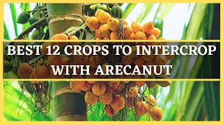 ARECANUT INTERCROPPING BEST 12 CROPS TO INTERCROP WITH AREACANUT  MIXED CROPPING IN ARECANUT [upl. by Tormoria]