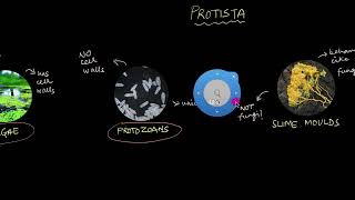 Protista  Biological Classification  Biology  Khan Academy [upl. by Nahtonoj]