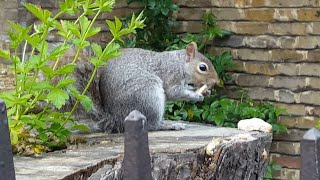 Close up of Squirrel Gnawing on Bark to File Down Clean amp Sharpen Teeth [upl. by Utimer642]