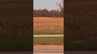 Albino Female Deer with Buck hunting [upl. by Mackey]