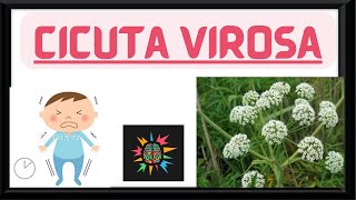 CICUTA VIROSA  HOMOEOPATHY MATERIAMEDICA [upl. by Ahsuoj]