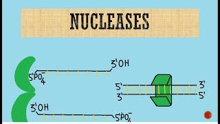 Nucleases  Exonucleases  Endonucleases [upl. by Iva464]