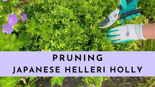 Japanese Helleri Holly Pruning [upl. by Ssalguod]