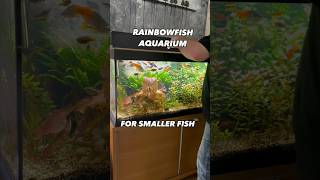 Rainbowfish Aquarium Use Dither Fish To Relieve Stress At Feeding Time Tropicalfish Boesemans [upl. by Plate]