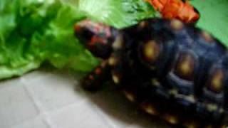 Redfoot tortoise eating [upl. by Reginnej258]