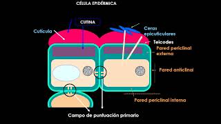 Teórico 6 Meristemas y anatomía Epidermis [upl. by Rehpotsihrc]